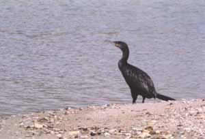 Cormorano - Foto: S. Ribisi